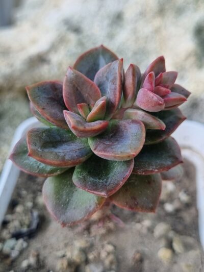 Echeveria Chroma