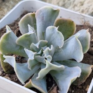Echeveria Nichi