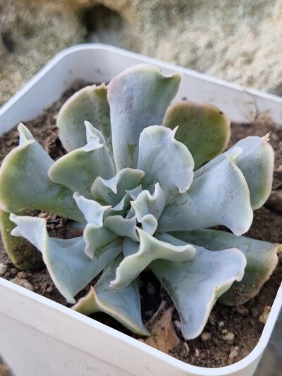Echeveria Nichi