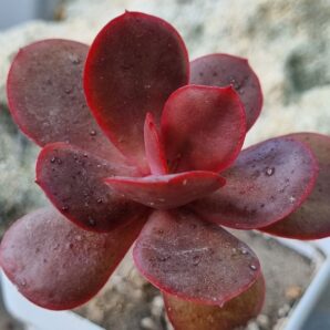 Echeveria Primadonna