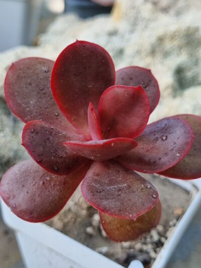 Echeveria Primadonna