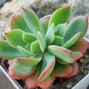Echeveria Luella