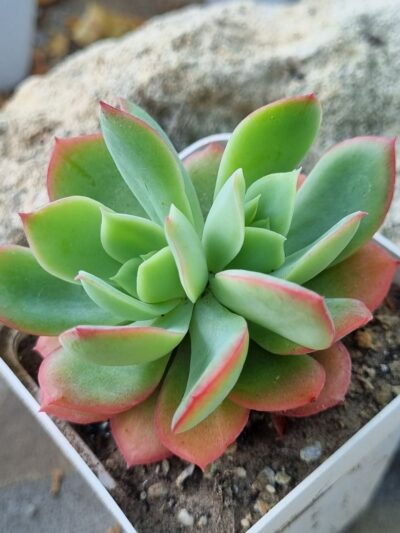 Echeveria Luella