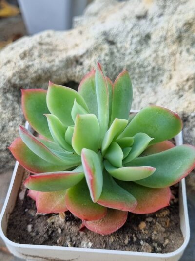 Echeveria Luella - Зображення 2