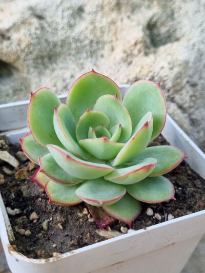Echeveria Chrysanthemym - Зображення 2