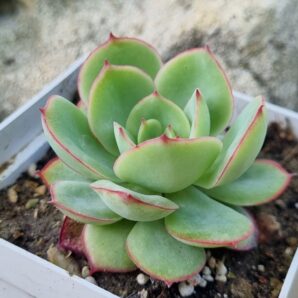 Echeveria Chrysanthemym