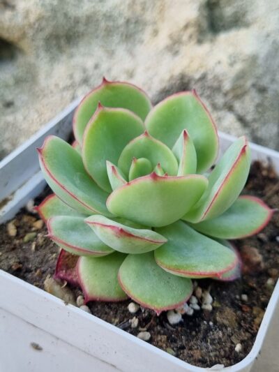 Echeveria Chrysanthemym