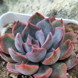 Echeveria Dark Ice Korean