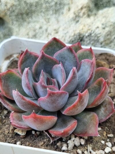 Echeveria Dark Ice Korean