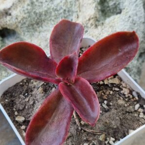 Echeveria Strawberry Quartz Point