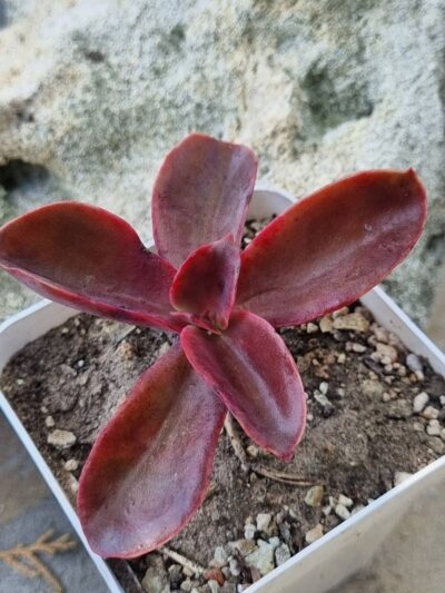 Echeveria Strawberry Quartz Point