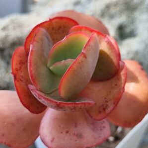 Echeveria Double Delight