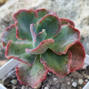 Echeveria Blue Curls
