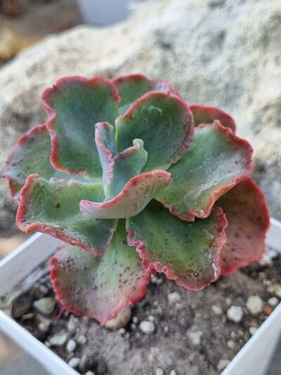 Echeveria Blue Curls
