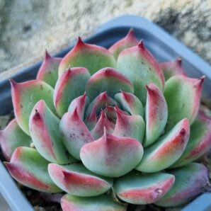 Echeveria Chihuahuensis Ruby Blush