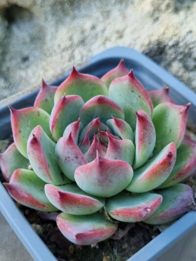 Echeveria Chihuahuensis Ruby Blush