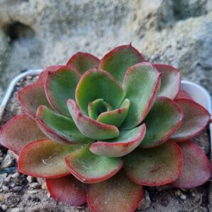 Echeveria Silk Veil