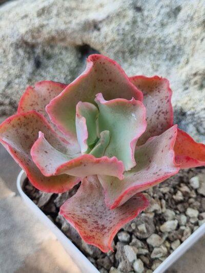 Echeveria Giant Blue