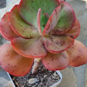 Echeveria Big Red (дуже велика)