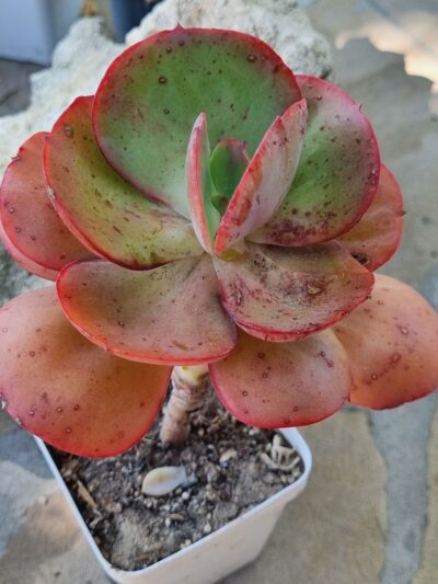 Echeveria Big Red (дуже велика)