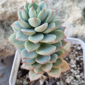 Echeveria Gungekkan