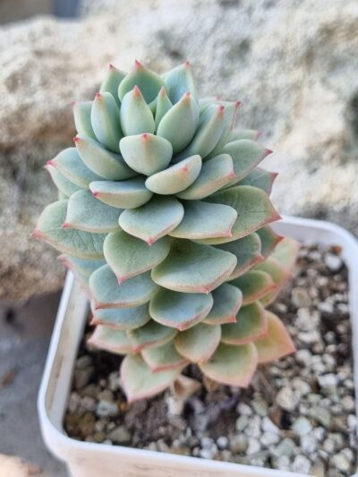 Echeveria Gungekkan