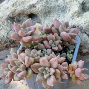 Graptoveria Melody
