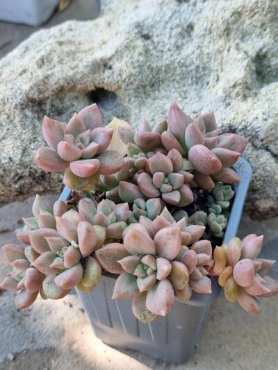 Graptoveria Melody