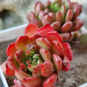 Sedeveria Pink Ruby