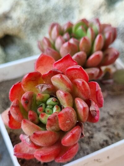 Sedeveria Pink Ruby