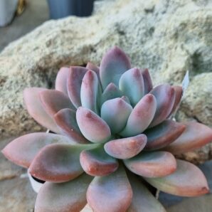 Graptoveria Moonglow