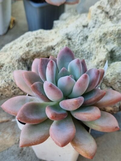 Graptoveria Moonglow