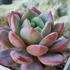 Echeveria Jelly Jem Red