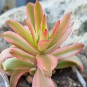 Crassula Campfire var