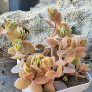 Kalanchoe Alticola