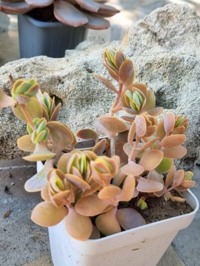 Kalanchoe Alticola