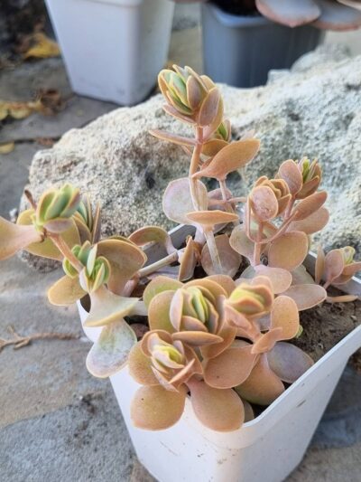 Kalanchoe Alticola - Зображення 2