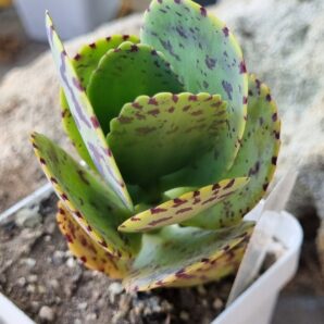 Kalanchoe Marmorata