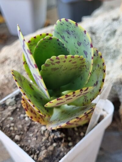 Kalanchoe Marmorata