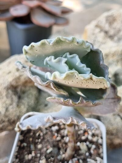 Cotyledon Undulata - Зображення 3