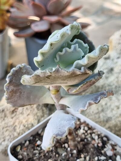Cotyledon Undulata - Зображення 2