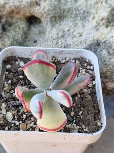 Cotyledon orbiculata Long leaf variegata - Зображення 2