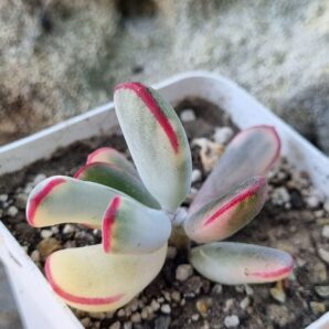 Cotyledon orbiculata Long leaf variegata