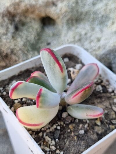 Cotyledon orbiculata Long leaf variegata