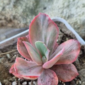 Echeveria Chantilly Mulation variegated