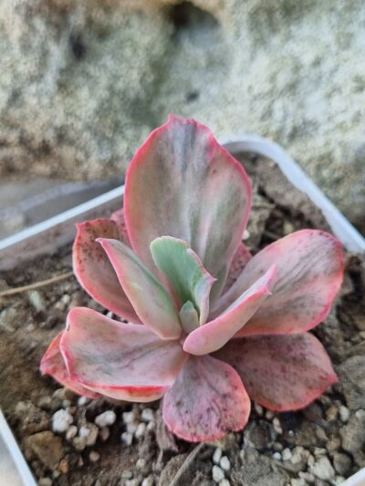 Echeveria Chantilly Mulation variegated