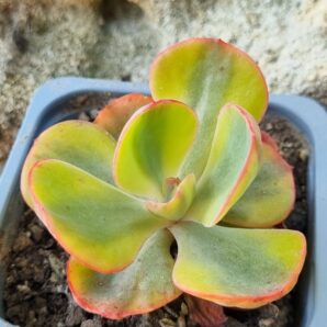 Echeveria Sansset Peony var