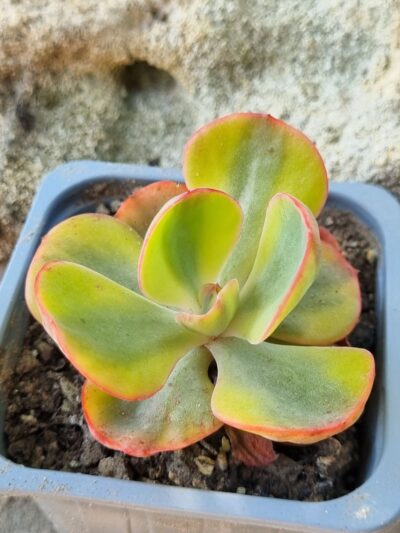 Echeveria Sansset Peony var