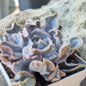 Echeveria Triller pearl