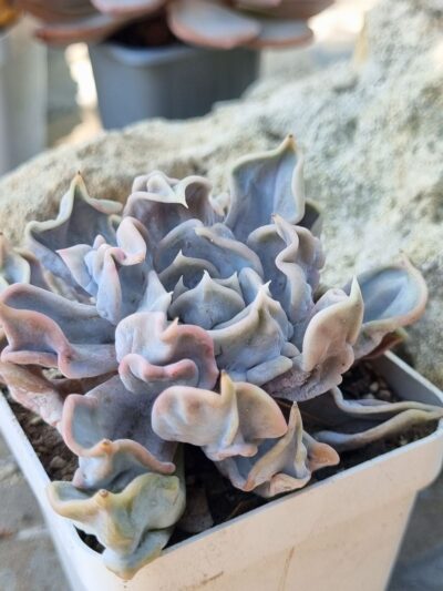 Echeveria Triller pearl